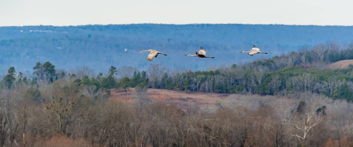 Three birds flying over a forested landscape with a hilly background.