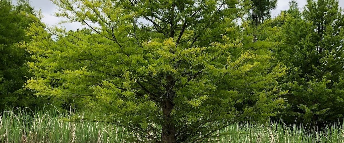 A tree standing in a body of water, surrounded by tall grasses and other greenery.