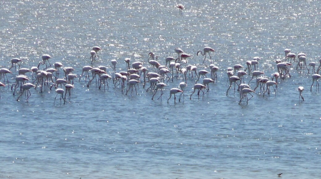 Flamingos in springtime at the lake in South Spain, feeding themselfs before flying to Africa. Each year they can be spotted near Fuente de Pedra