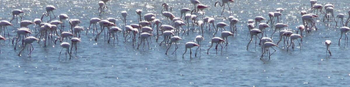 Flamingos in springtime at the lake in South Spain, feeding themselfs before flying to Africa. Each year they can be spotted near Fuente de Pedra