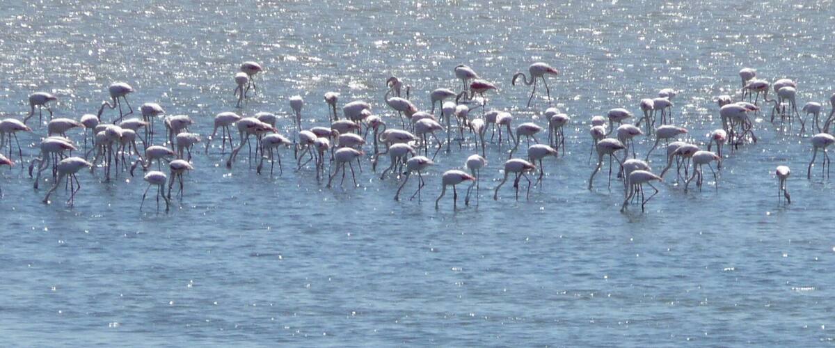 Flamingos in springtime at the lake in South Spain, feeding themselfs before flying to Africa. Each year they can be spotted near Fuente de Pedra