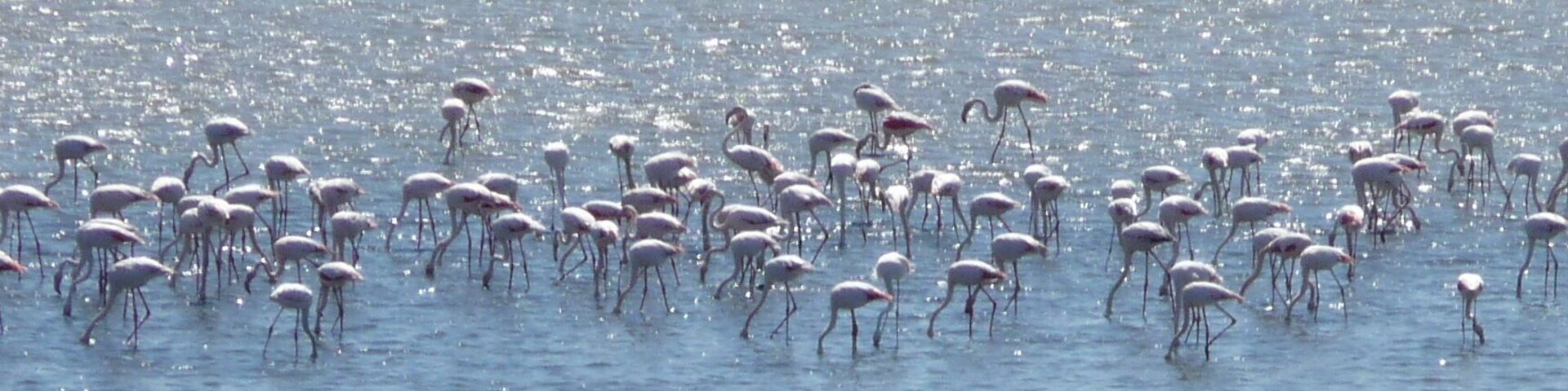 Flamingos in springtime at the lake in South Spain, feeding themselfs before flying to Africa. Each year they can be spotted near Fuente de Pedra