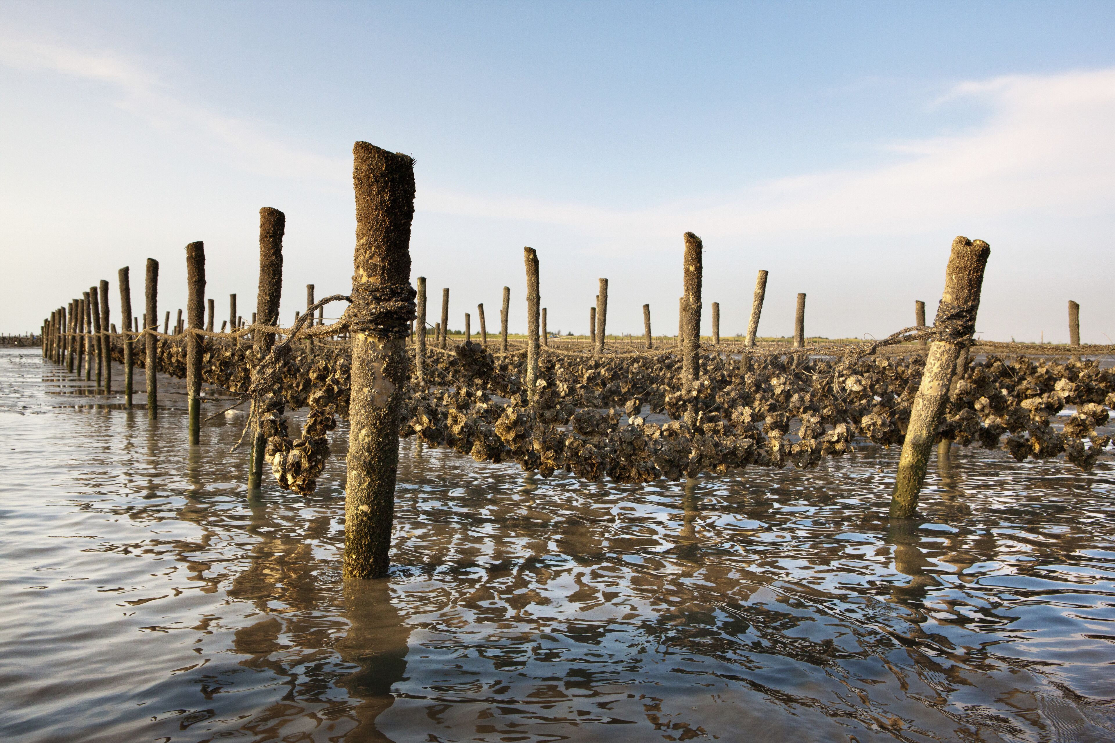 A flooded area with wooden posts and a muddy ground.