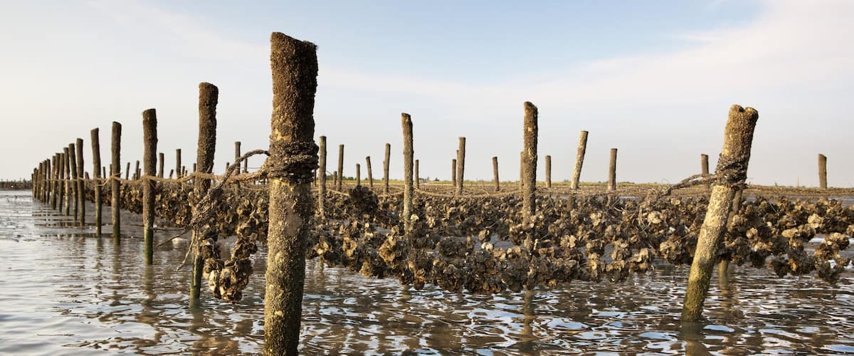 A flooded area with wooden posts and a muddy ground.