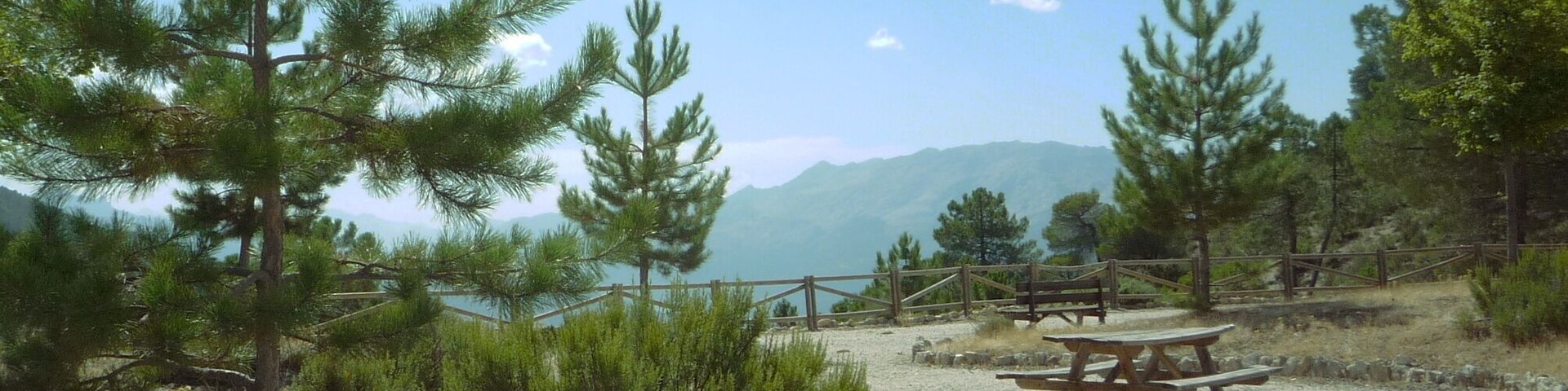 Un área de picnic con un banco de madera, rodeada de pinos y un sendero de grava.