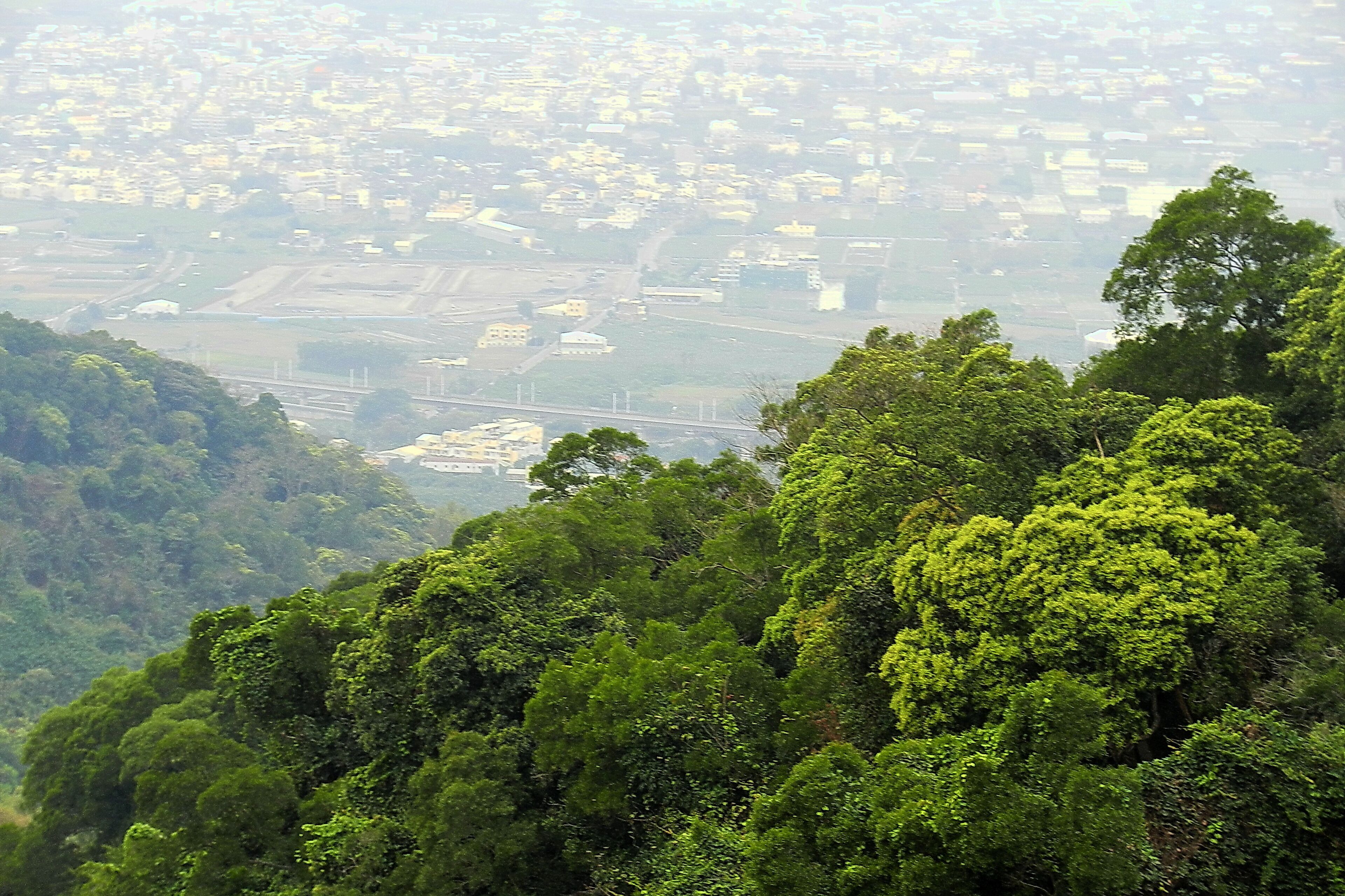 A cityscape with dense urban buildings and a dense forest in the foreground.