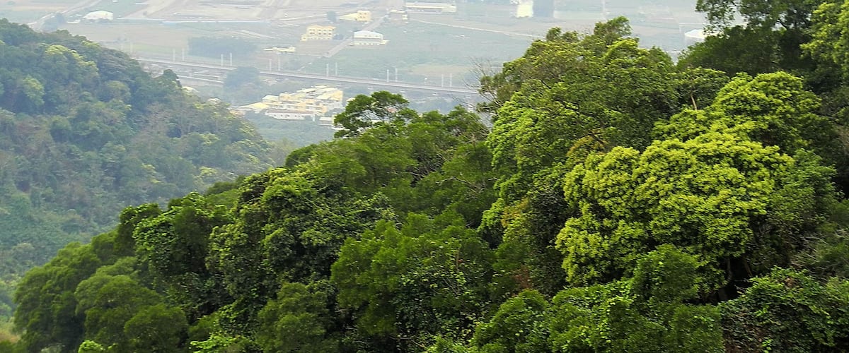 A cityscape with dense urban buildings and a dense forest in the foreground.