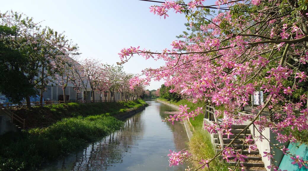 北斗河濱公園 美人樹