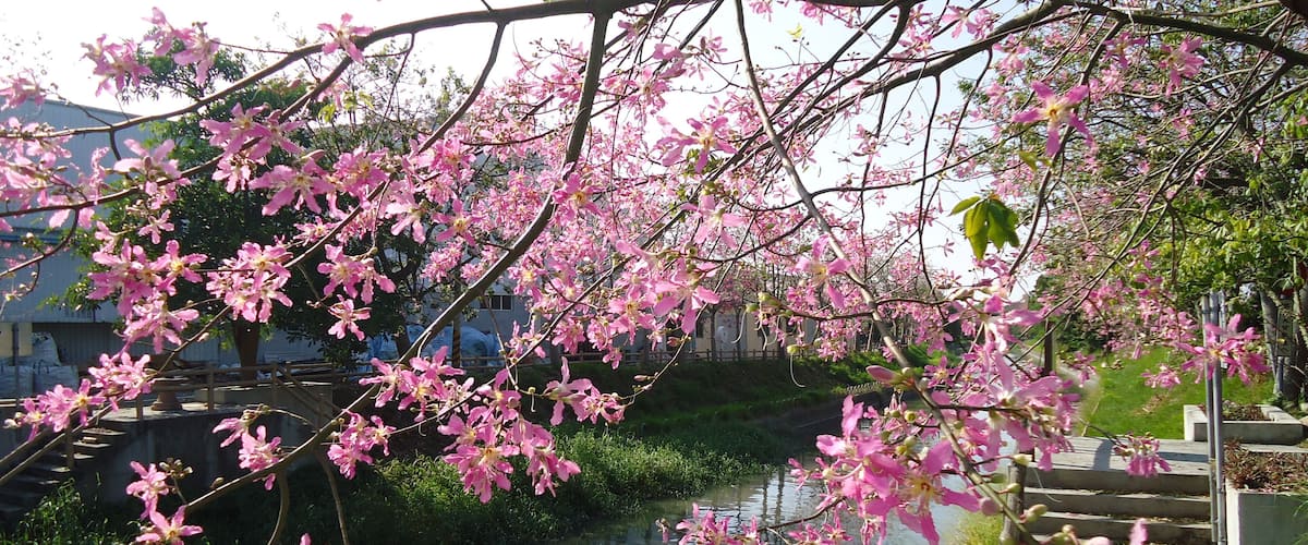 北斗河濱公園 美人樹
