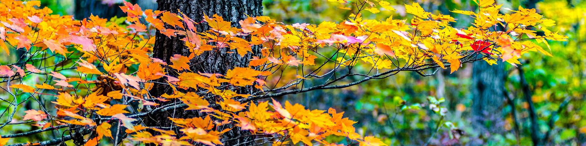 Orange, red and yellow maple tree leaves contrasted against the rough dark texture of a tree trunk at the Winamac Fish and Wildlife Area in northern Indiana