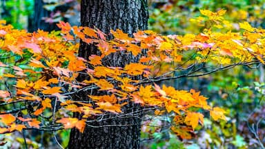 A tree with vibrant orange and yellow autumn leaves.