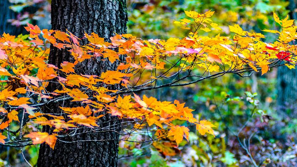 A tree with vibrant orange and yellow autumn leaves.
