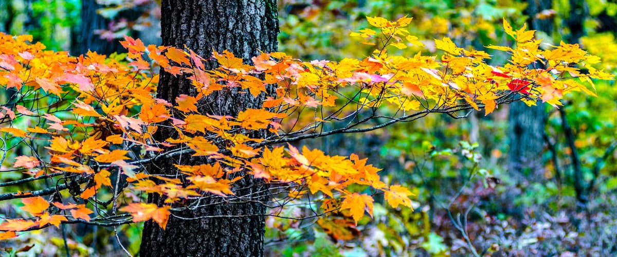 Orange, red and yellow maple tree leaves contrasted against the rough dark texture of a tree trunk at the Winamac Fish and Wildlife Area in northern Indiana