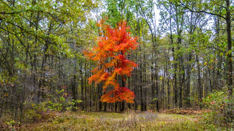 A forest with a prominent red-leafed tree amidst green foliage.
