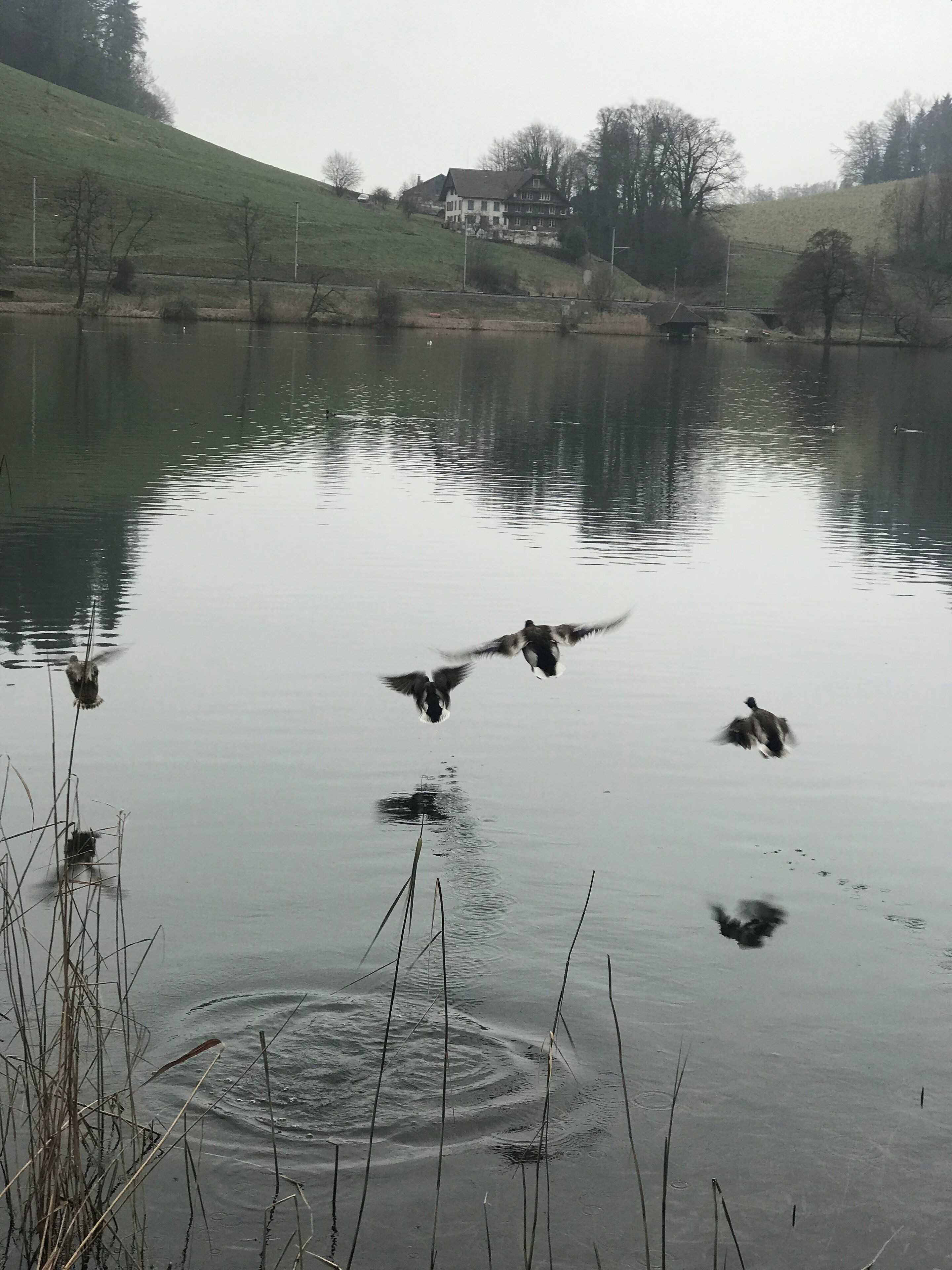 A calm lake with ducks swimming, surrounded by grassy hills and a few houses in the background.