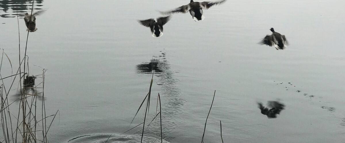 A calm lake with ducks swimming, surrounded by grassy hills and a few houses in the background.
