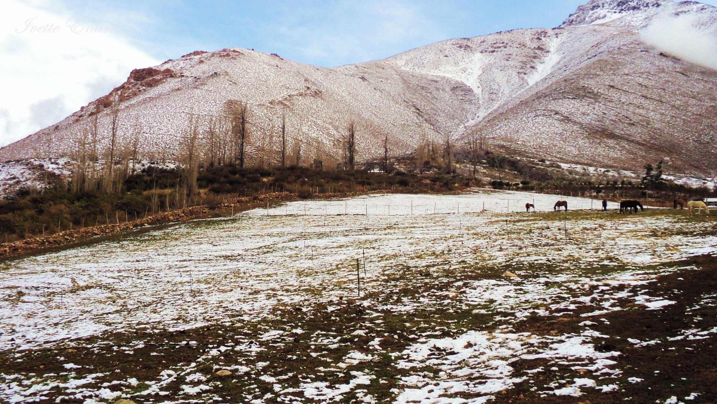 A snowy mountain landscape with a field and horses grazing.