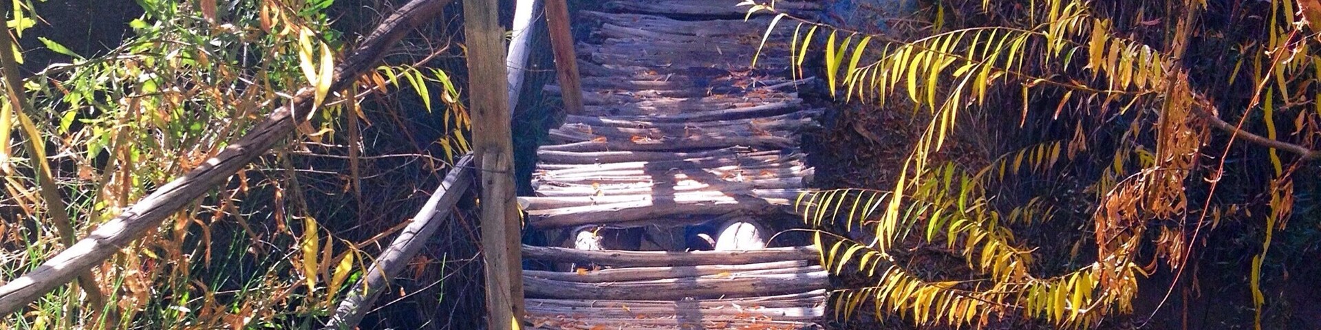 Un puente de madera sobre un arroyo rodeado de vegetación densa.