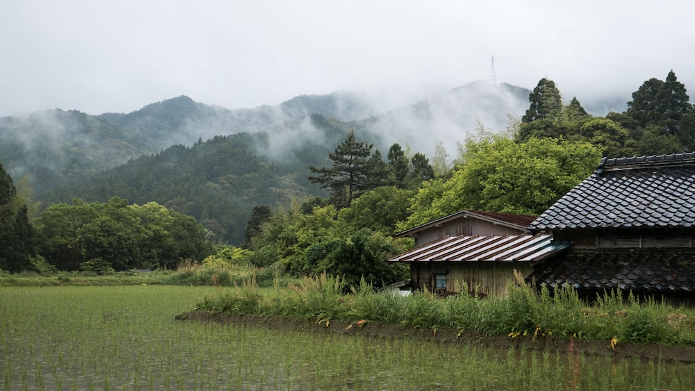 rice fields in Shikoku