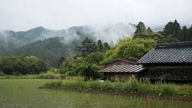rice fields in Shikoku