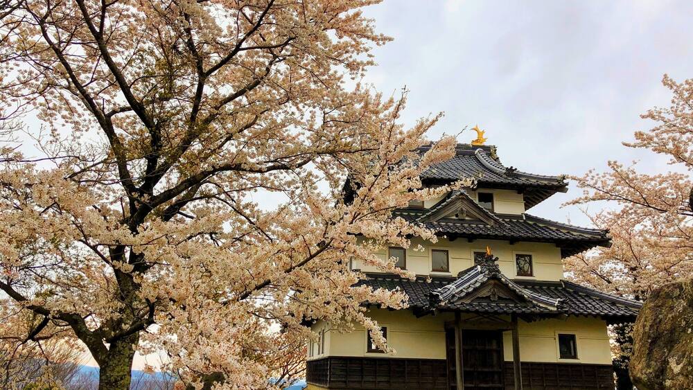 A traditional Japanese building with a tiled roof, surrounded by cherry blossom trees.