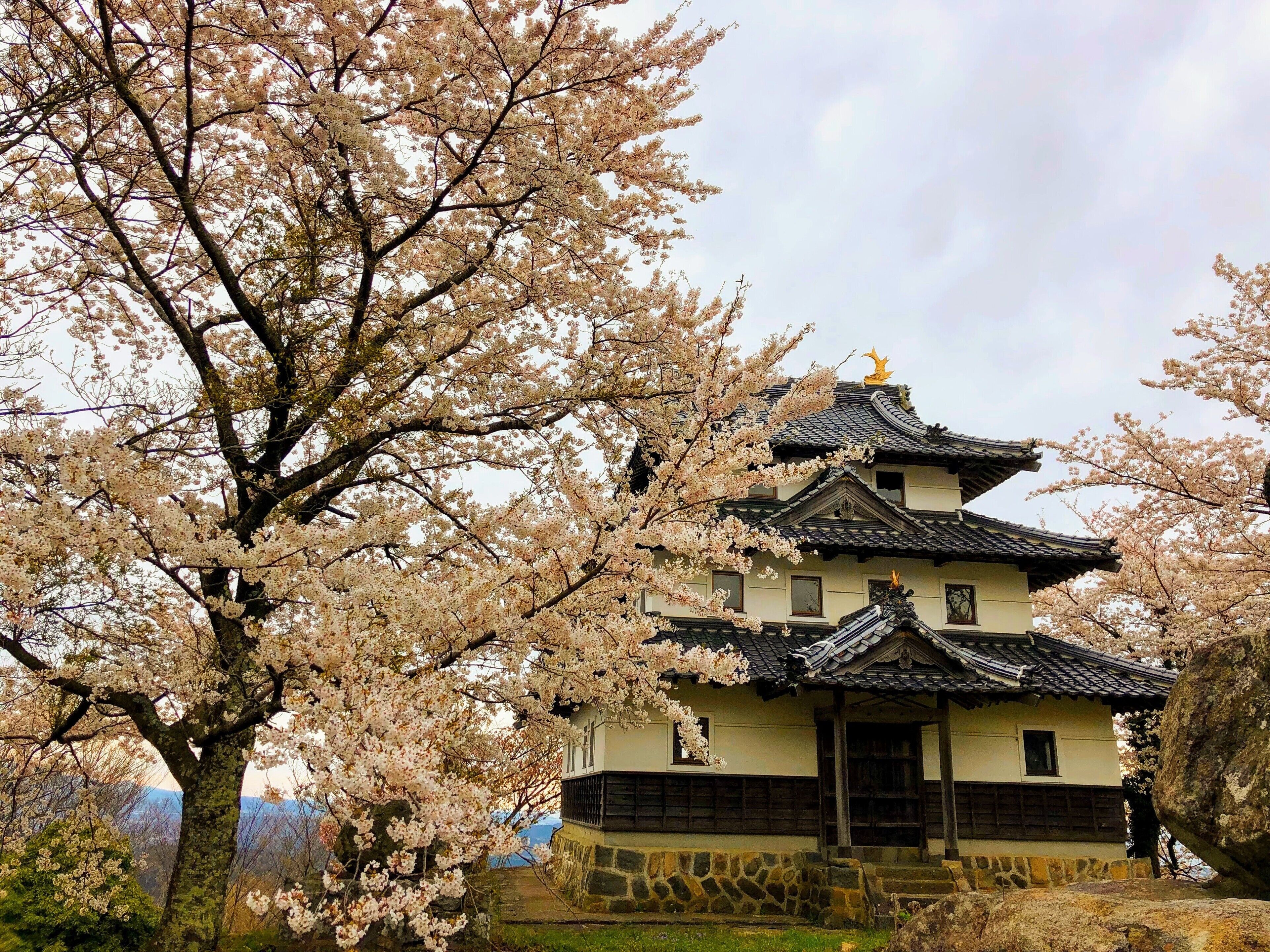 A traditional Japanese building with a tiled roof, surrounded by cherry blossom trees.