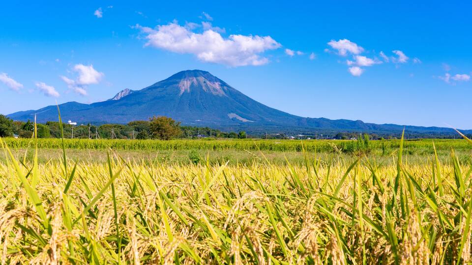 A mountain with a clear sky, a field of rice, and distant buildings.