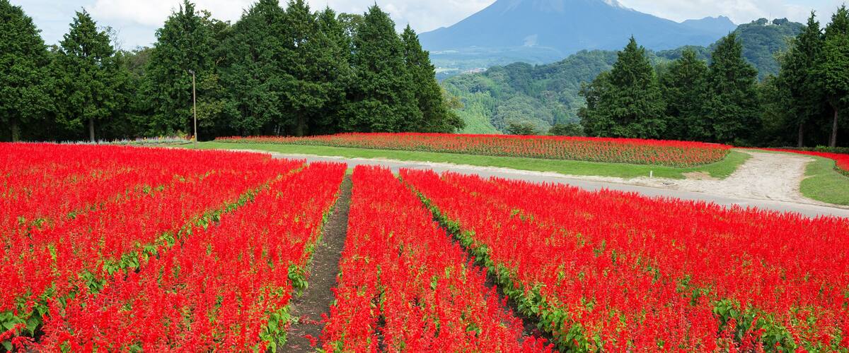 Salvia field and mount Daisen