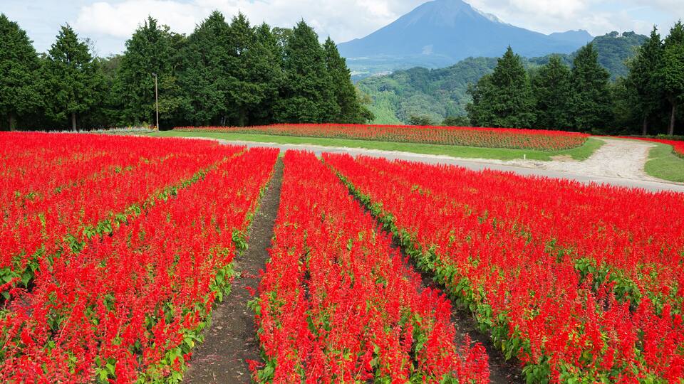 A field of red flowers with a mountain in the background.