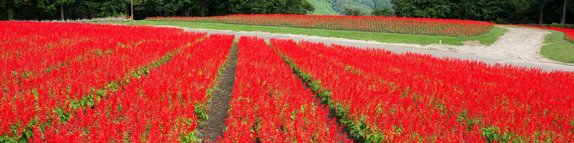Salvia field and mount Daisen