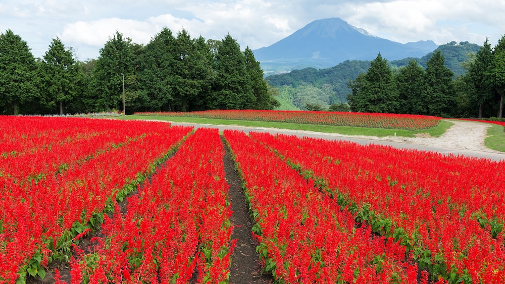 Salvia field and mount Daisen