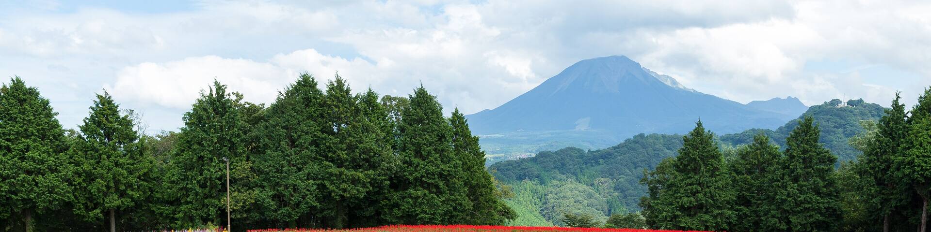 Salvia field and mount Daisen