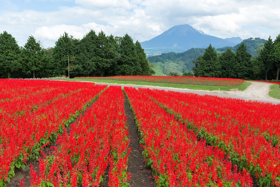 Salvia field and mount Daisen
