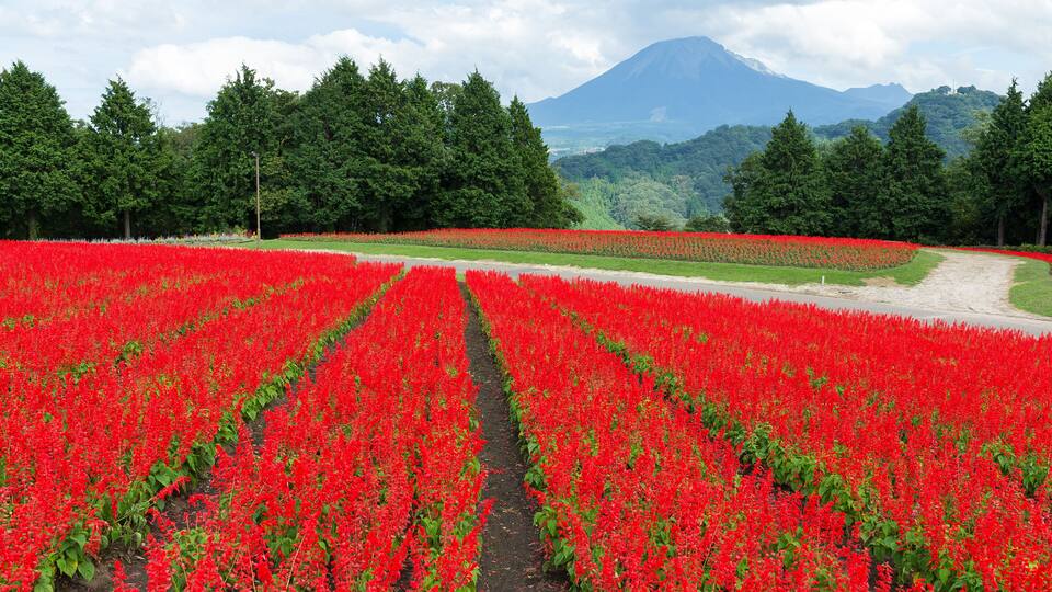 A field of red flowers with a mountain in the background.