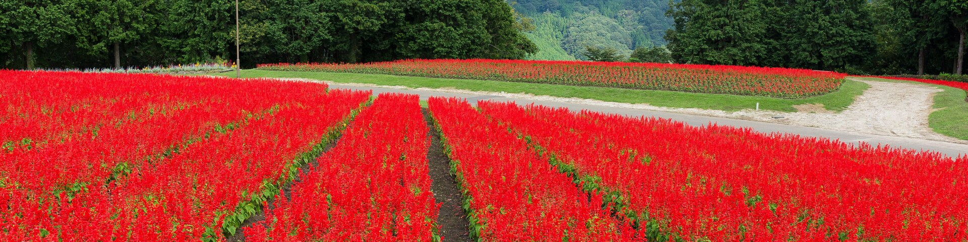 Salvia field and mount Daisen