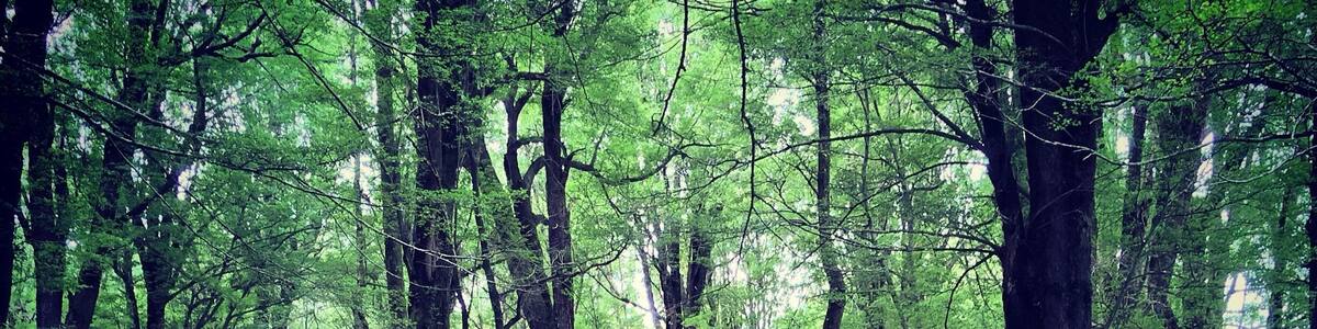 About an hour and a half from Queenstowns hustle and bustle you can escape to the solitude of nothing but the sound of trees swaying in the breeze where you'll be enveloped in 100% Pure New Zealand Green.
To catch more of our adventures - follow our journey on www.TheAdventureIsCalling.Com
#NationalPark #NZMustDo #MtAspiring #Queenstown #NewZealand #Adventure #Travel