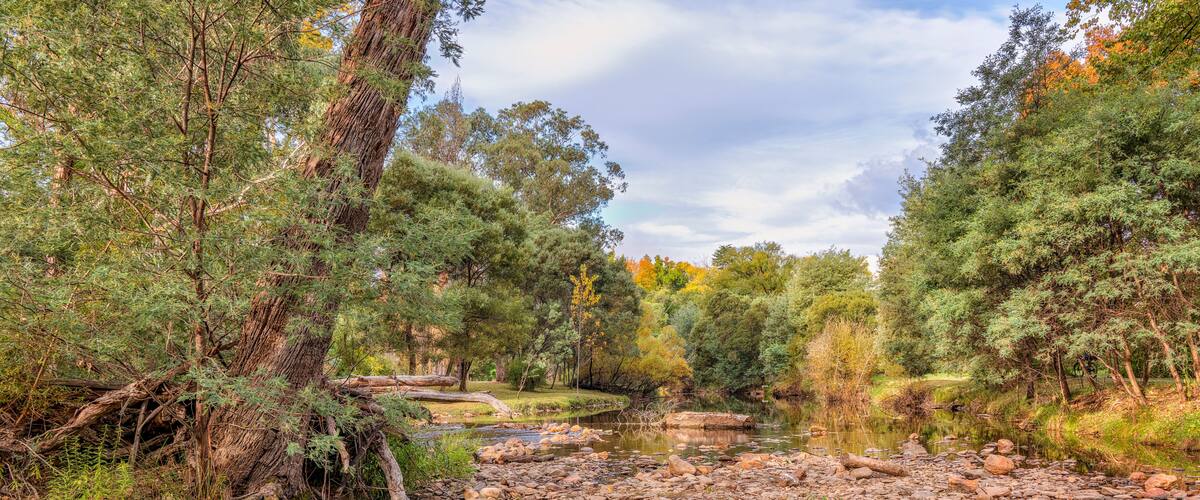 A river with rocks and trees.