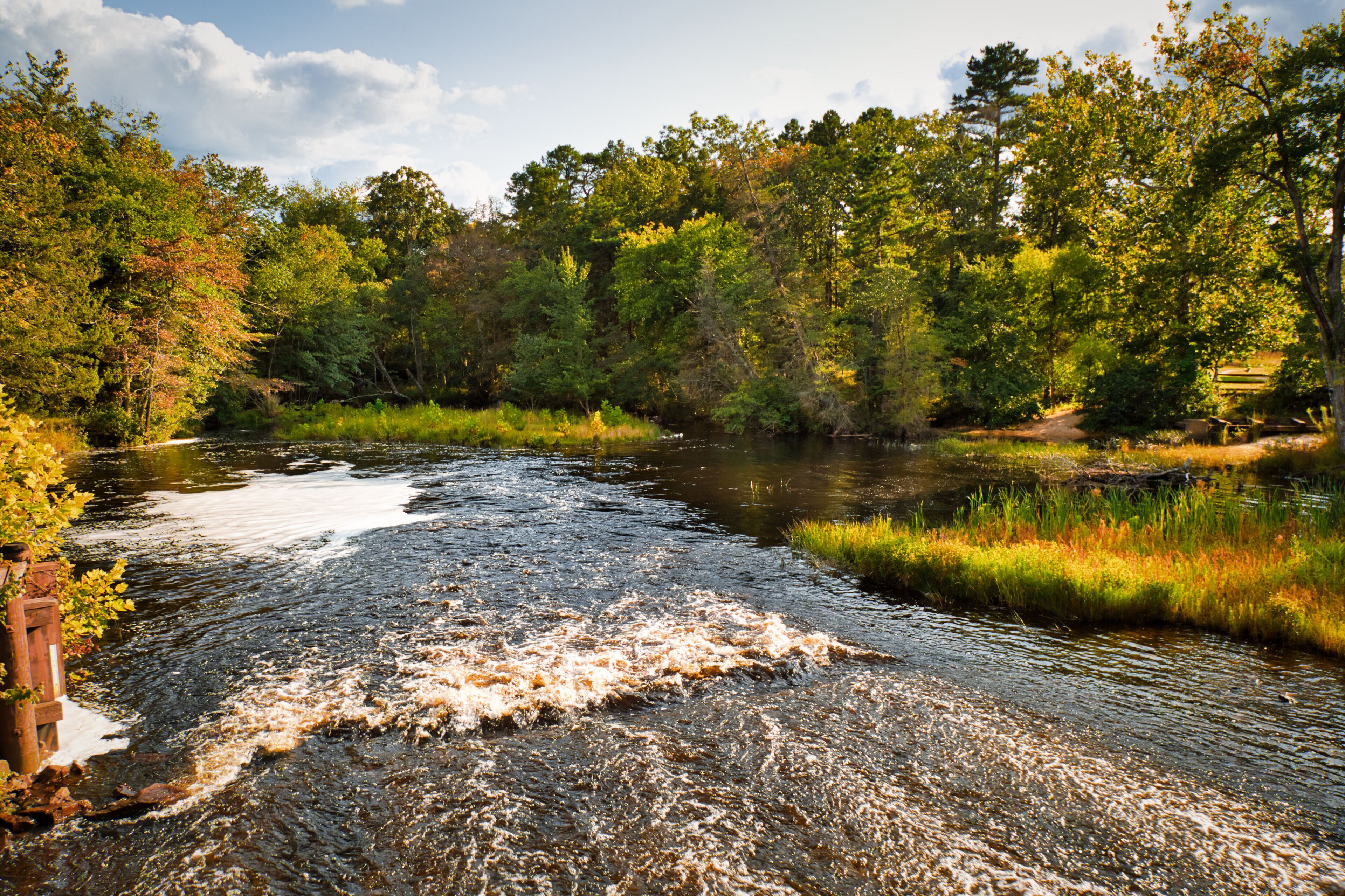A river flowing through a forested area with dense trees and a wooden bridge.