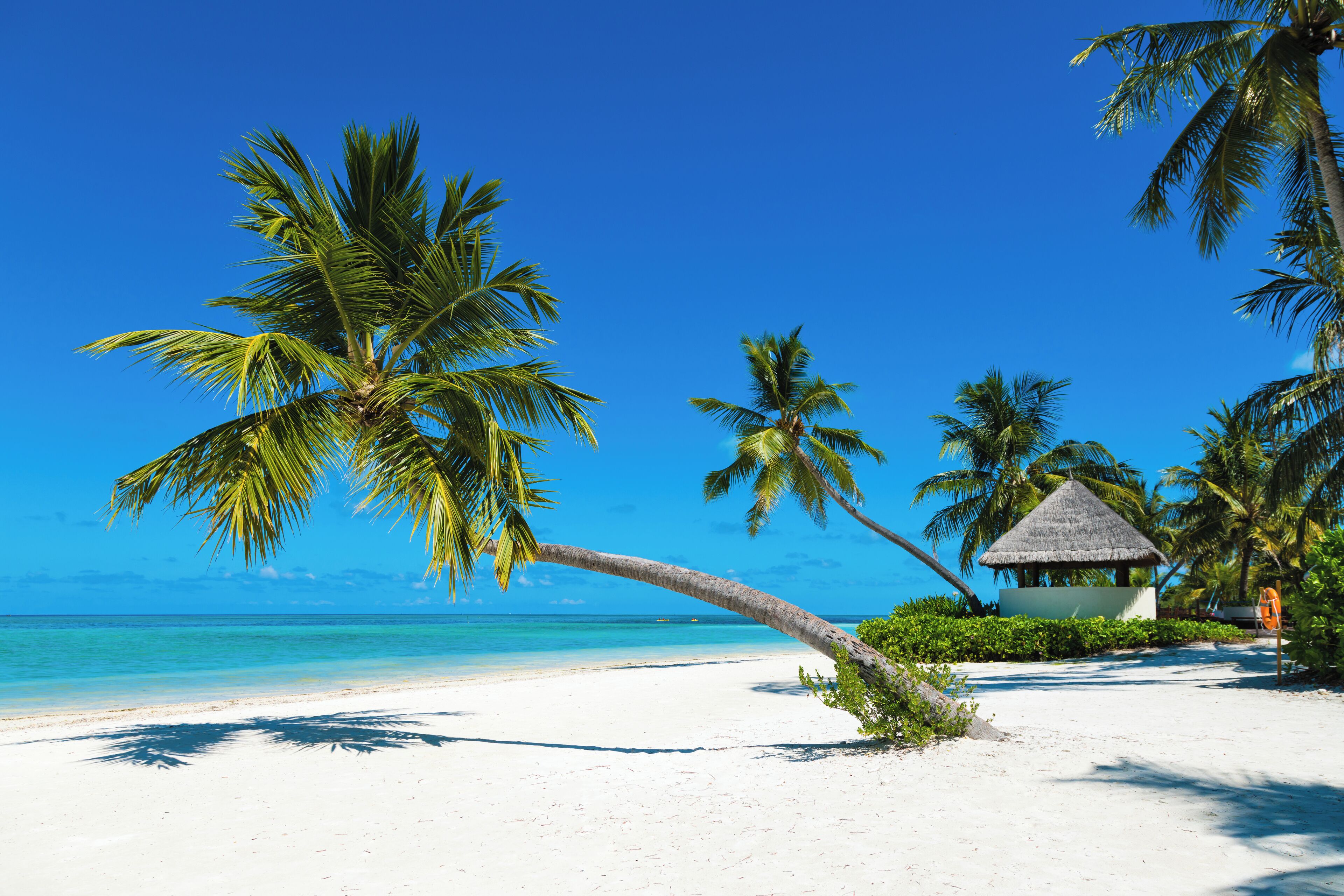 A beach with white sand, palm trees, and a thatched-roof hut.