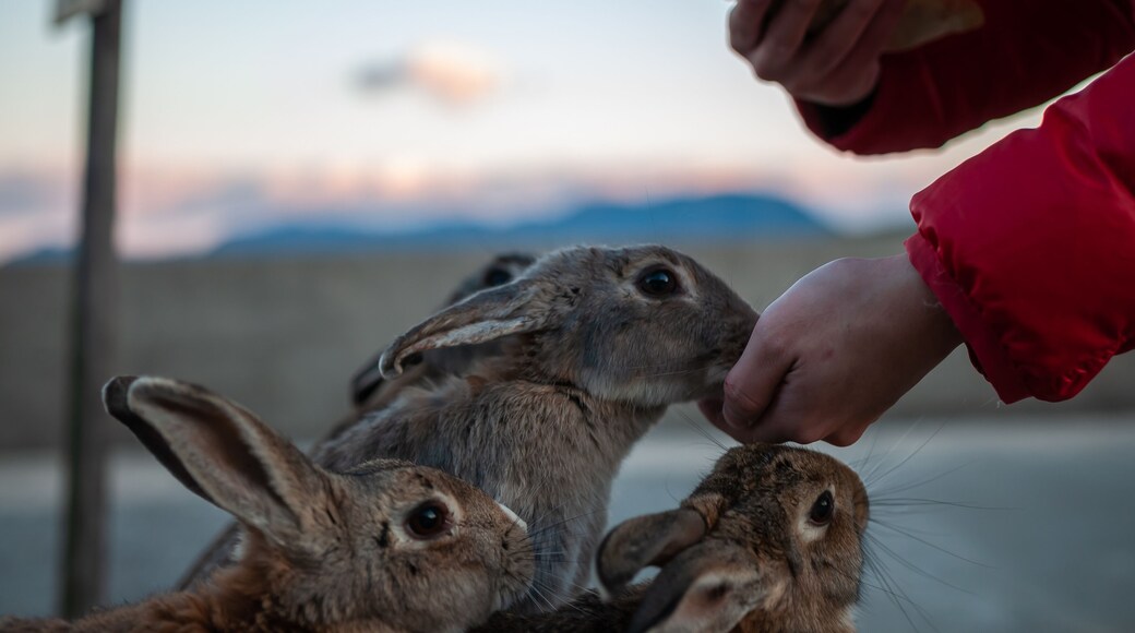 Isla Okunoshima