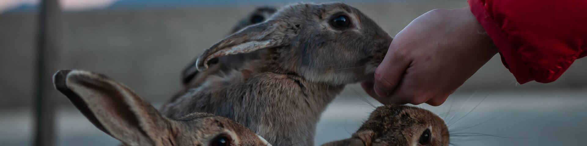 Cute, fluffy wild bunnies waiting to be fed by visitors in the island of Okunoshima, also known as the "Bunny Island", which is a small island located in the Inland Sea of Japan.