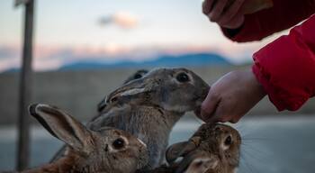 Pulau Okunoshima