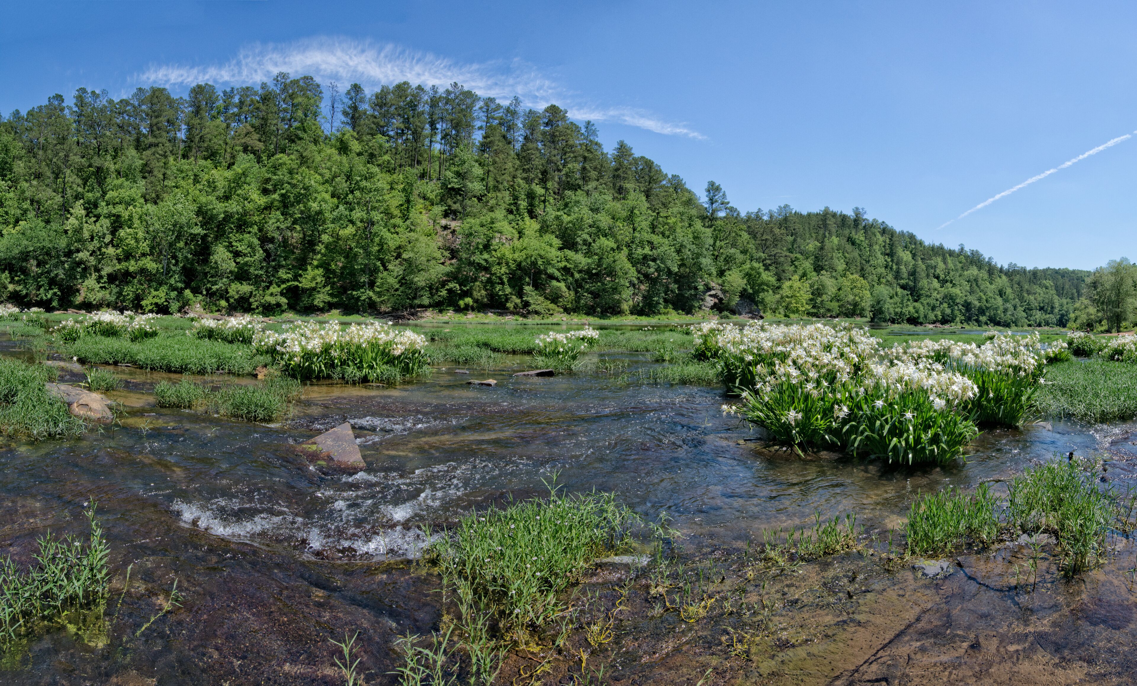 Cahaba River 2017 Cahaba lily season, blue sky and reflections on the water