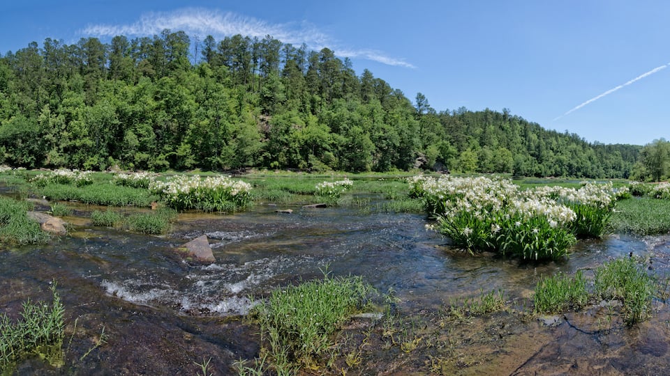 Cahaba River 2017 Cahaba lily season, blue sky and reflections on the water