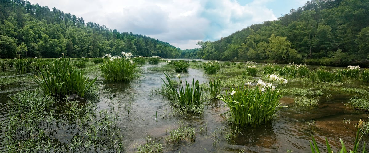 River landscape with blooming wild Cahaba Lillys nestled in lush greenery of the Cahaba River in Alabama near a forested area