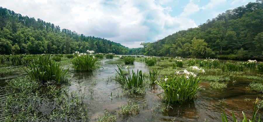 River landscape with blooming wild Cahaba Lillys nestled in lush greenery of the Cahaba River in Alabama near a forested area