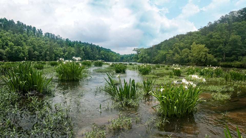 River landscape with blooming wild Cahaba Lillys nestled in lush greenery of the Cahaba River in Alabama near a forested area