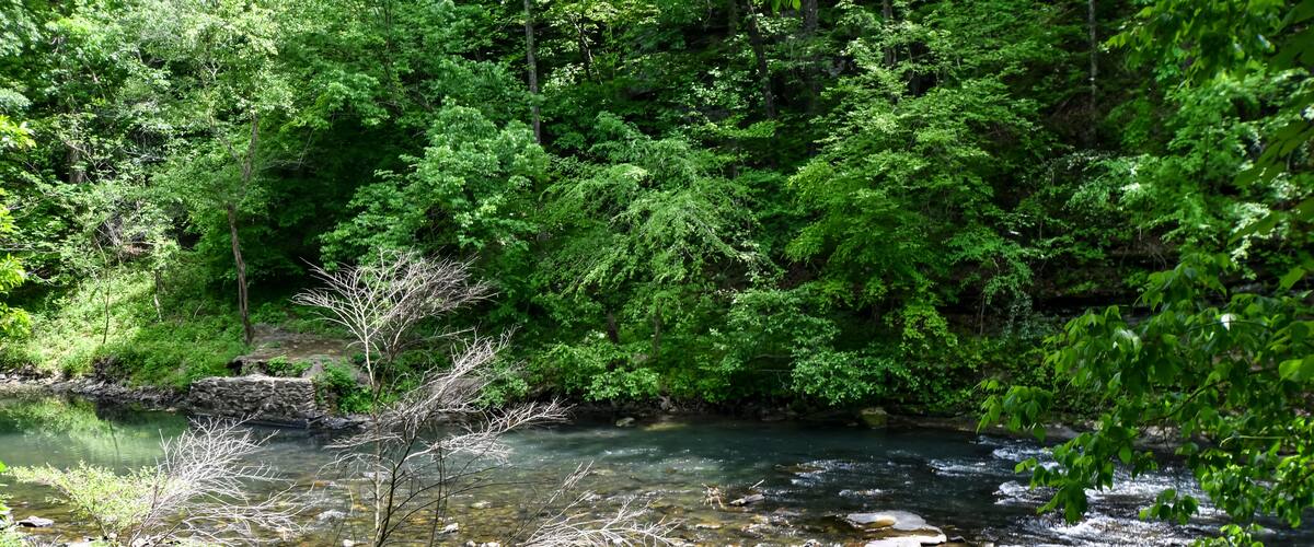 A clear stream with rocks and trees in a forested area.