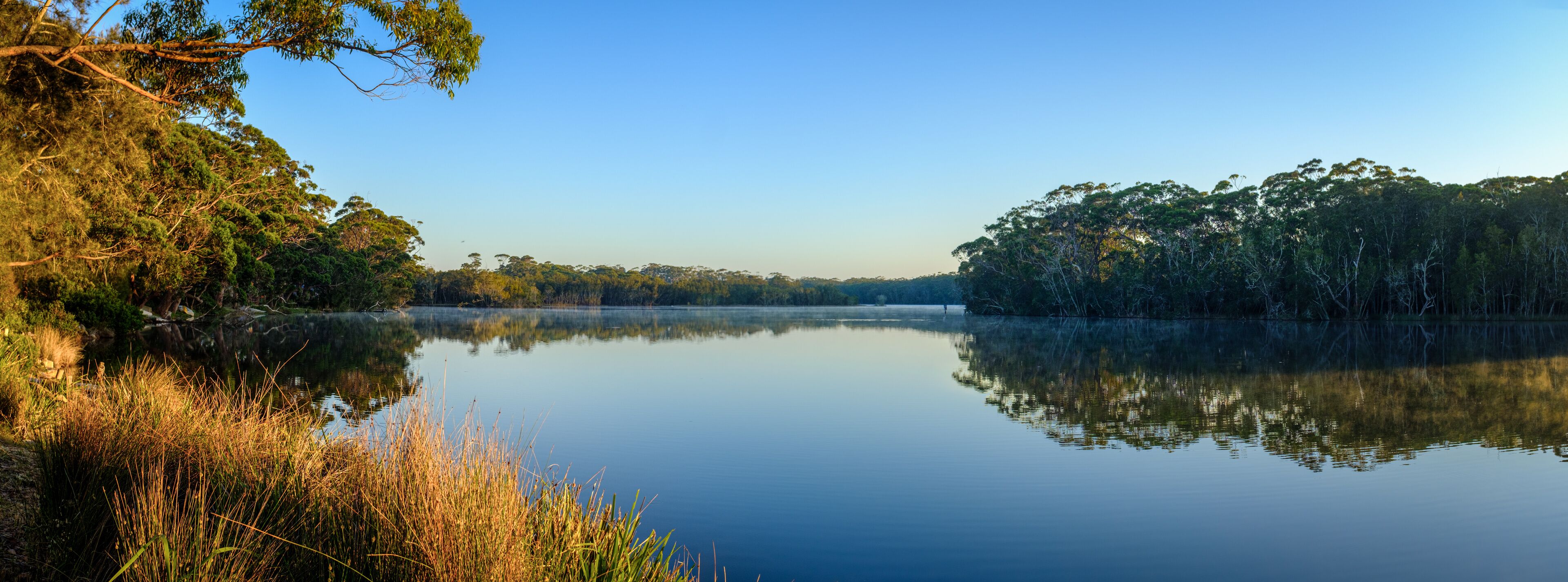 A calm lake surrounded by dense trees and tall grasses.