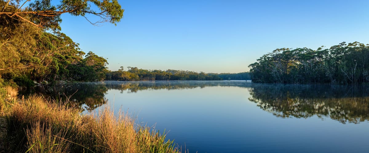 A calm lake surrounded by dense trees and tall grasses.